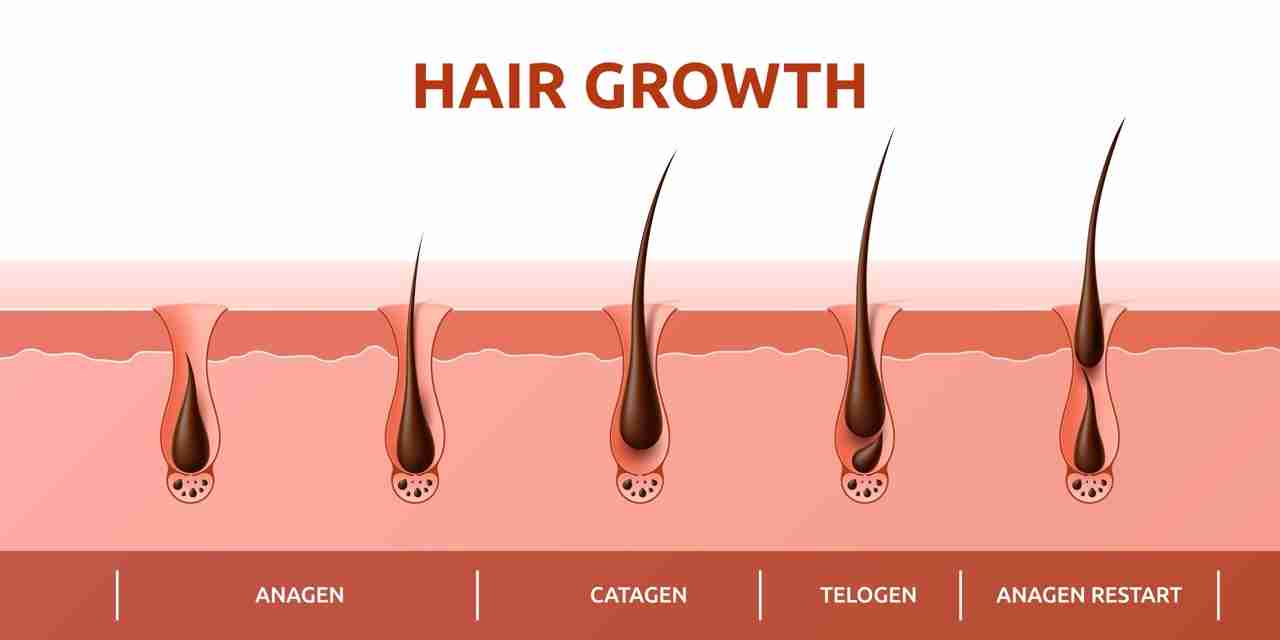 Hair growth cycle of follicles phase and hair root Hair growth cycle of follicles phase diagram with human scalp hair roots structure, vector infographics. Hair grow cycle from anagen, catagen to telogen, hair follicle bulbs phase for trichology info