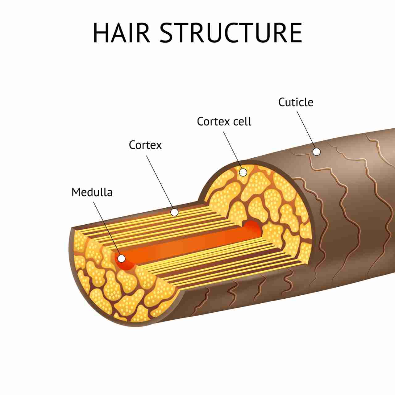 Hair Structure hair has three layers: the cuticle (outer layer), the cortex (middle layer), and the medulla (inner core)